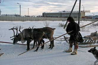 Reindeer herders